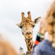 Efteling en Beekse Bergen vlakbij ons hotel
