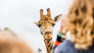 Efteling en Beekse Bergen vlakbij ons hotel