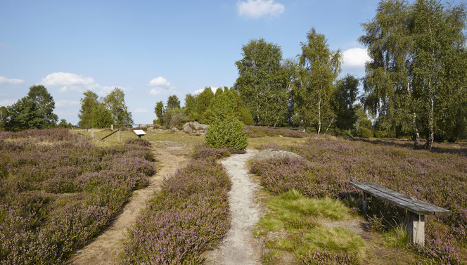 wandelen door heidelandschap