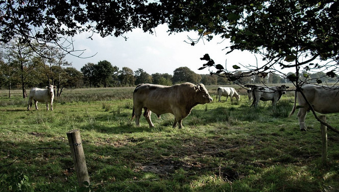 Brabant Land des Radfährer