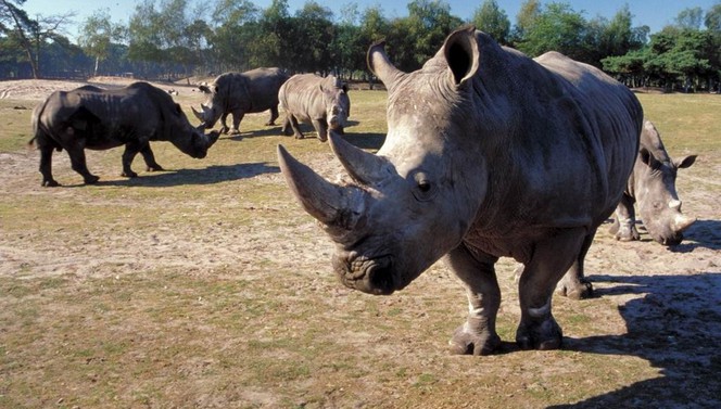 Beekse Bergen Safari-Paket