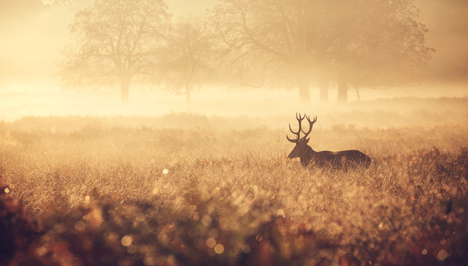 herfst natuur hotel gilze tilburg