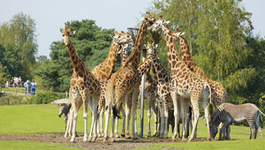 safaripark Beekse Bergen vlakbij